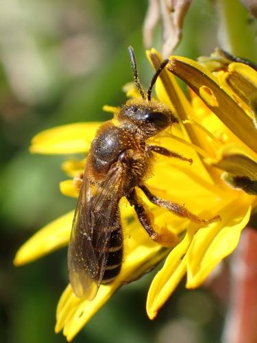 Halictus rubicundus